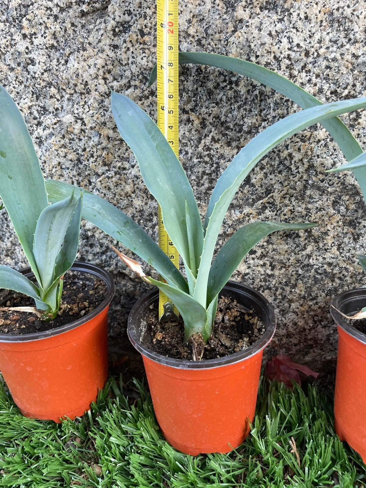 5 7" 8" Blue Agave Plant Planter (A Tequilana) Indoor/Outdoor Succulent Home Decor K kualafornia - Image 1